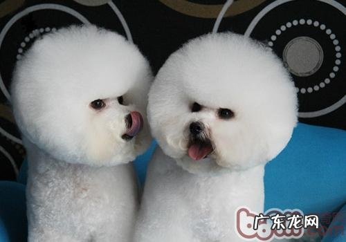 根据舌头颜色分辨小狗是不是身心健康