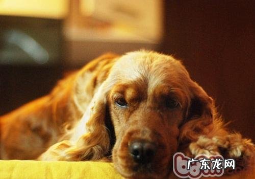 小狗病症的恢复期保养