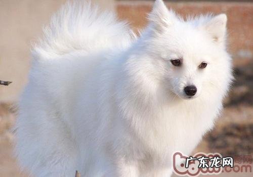 日本嘴尖犬的购买