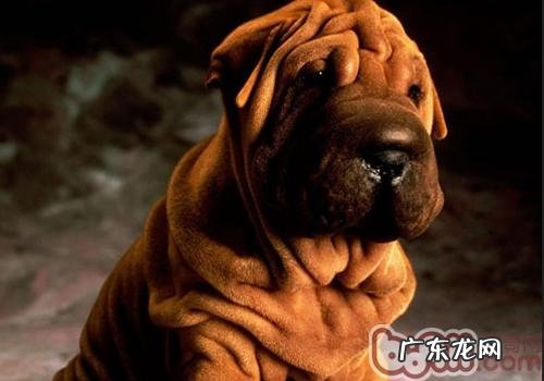 幼狗何时断奶后