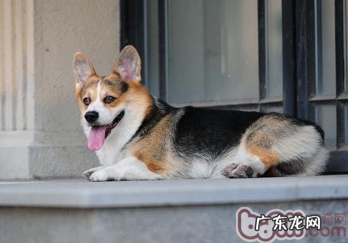 如何纠正小狗的毁坏个人行为