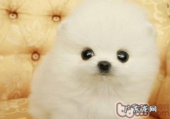 杯子博美幼犬怎么养