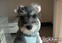 小狗吃纸巾该怎么办