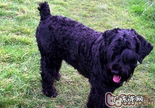 小狗能不能吃生鸡蛋