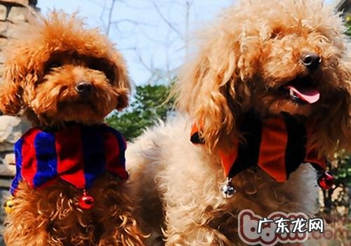 小狗带玲铛的利弊