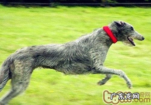 小狗胃肠不好如何喂养