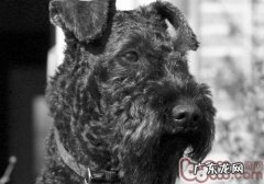 如何抚摩生疏狗