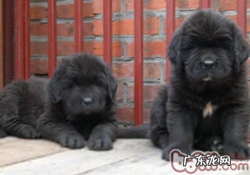 小狗中蛇毒怎样抢救