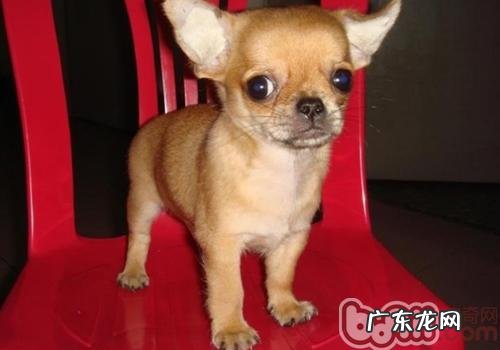 吉娃娃与小鹿犬的差别