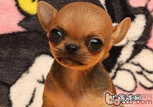 吉娃娃喜爱乱咬该怎么办