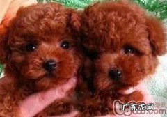 怎么辨别小泰迪是不是非纯种