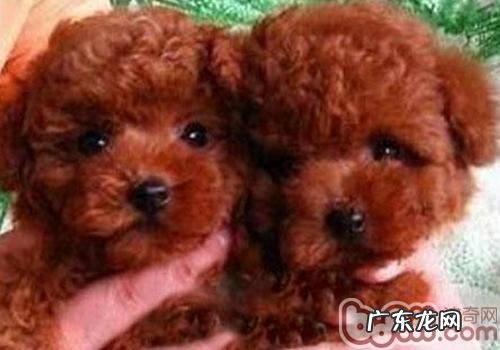 怎么辨别小泰迪是不是非纯种