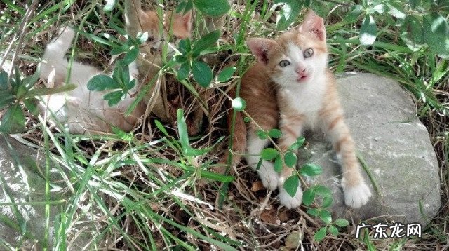 “高盐饮食导致高血压”到底是真科学还是伪科学?