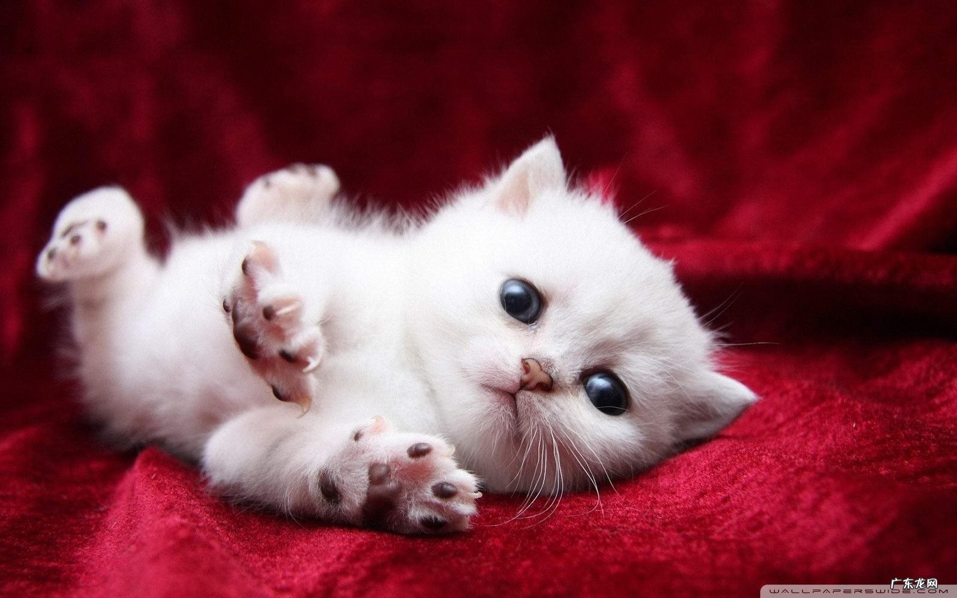 BM006手机 通话时黑屏是怎么设置