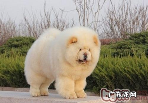 松狮打疫苗预苗時间与方式