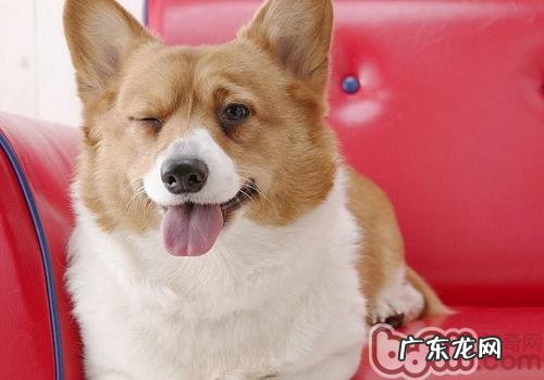 柯基与别的小狗能够 群养吗