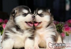 小狗误舔狗驱虫药该怎么办