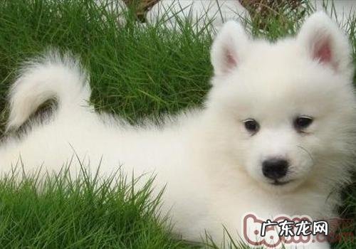 萨摩耶美容护肤要多少钱