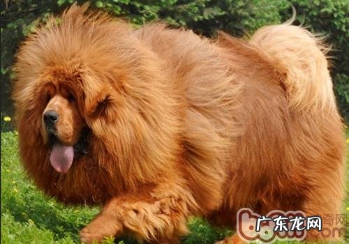 藏獒的患病率较高的缘故