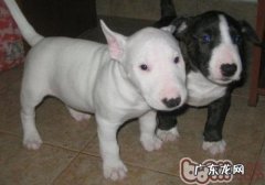 小狗信用卡鱼骨头该怎么办