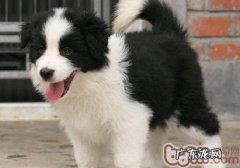 奖赏小狗的方法有什么