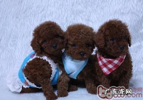 为何要对小狗塑造威性