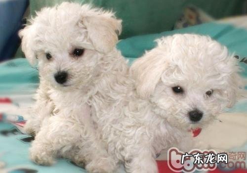 如何看小狗有木有虫