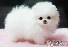 小狗止血粉如何使用