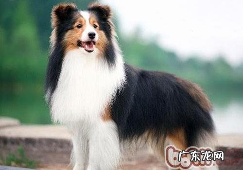 如何正确处罚小狗