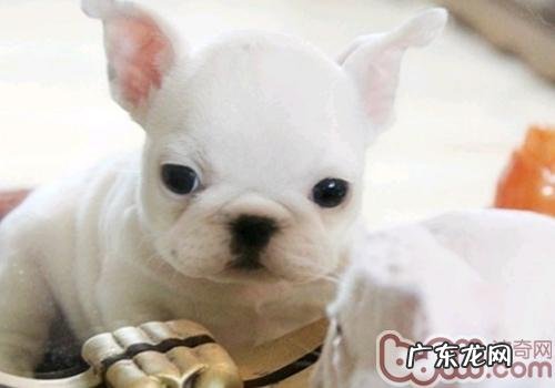 科学安排小狗作息时间