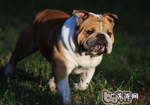 造成 小狗长胖的原因