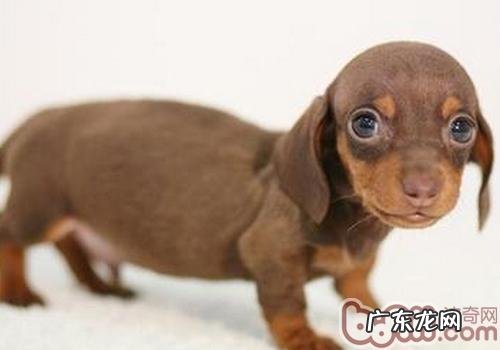 腊肠犬会游水吗