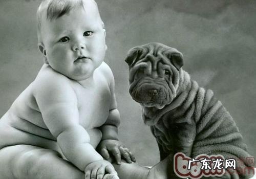 沙皮狗胃口如何