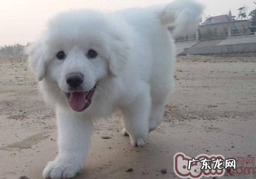 小狗不可以只打一次狂犬病疫苗