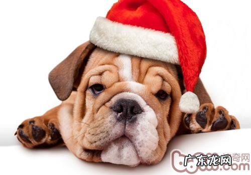 如何避免小狗导致的臭味