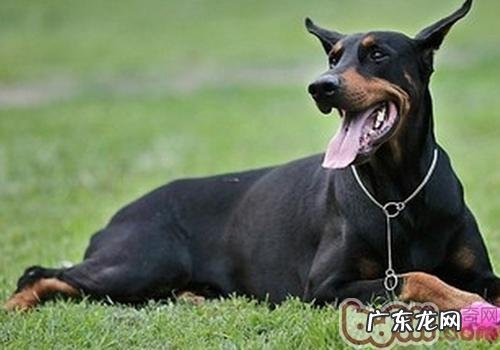 小狗吃太多肉的坏处有什么