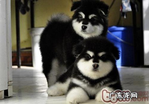 小狗洗澡时双眼要维护好