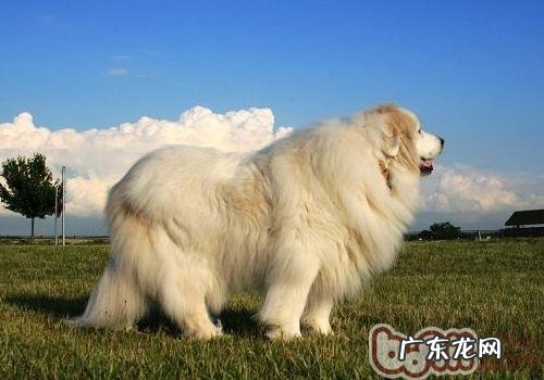 如何改正狗狗咬人的习惯性