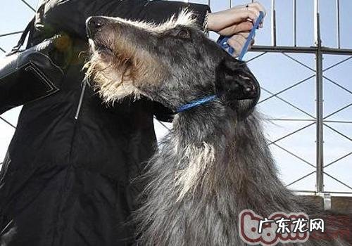 狗狗补钙太多的危害有什么