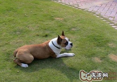 小狗吃的快是否表明很饿