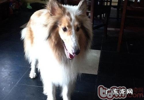 小狗吃完不可以吃的东西有什么症状