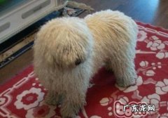 小狗的毛系结了该怎么办