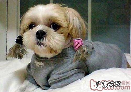 小狗什么位置合适扎头发