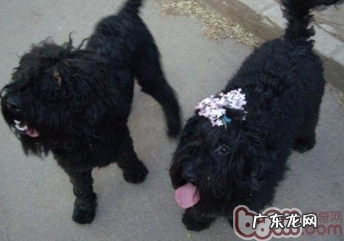 小狗在家里四处踩脚印该怎么办