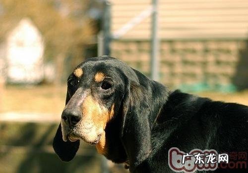 小狗可用香皂冼澡吗