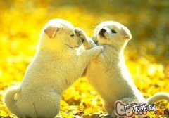 怎样劝阻狗狗打架