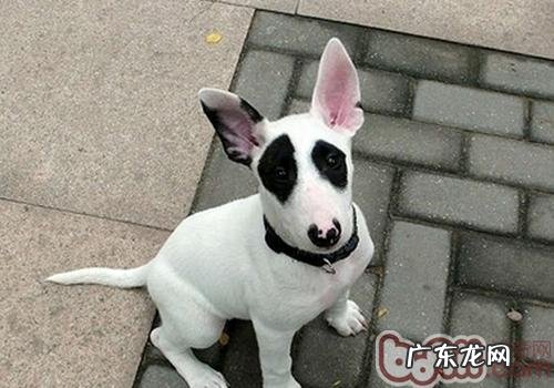 哪些的狗狗不要买