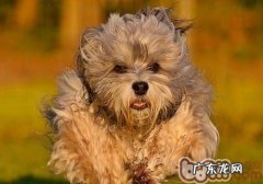 小狗能用工用牙膏刷牙漱口吗