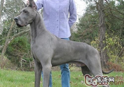 如何预防小狗食物中毒事件