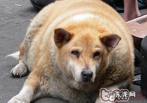 小狗过胖或过瘦的缘故